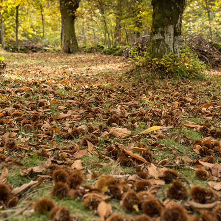 Immagine per la categoria Raccolta delle castagne