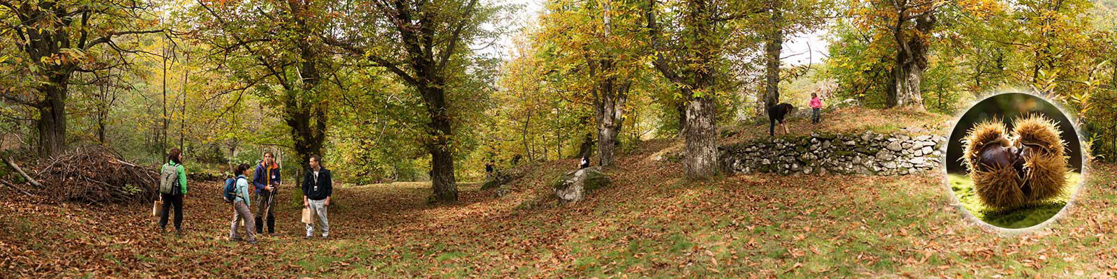 La raccolta delle castagne